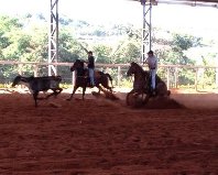 BONANZA GAMAY